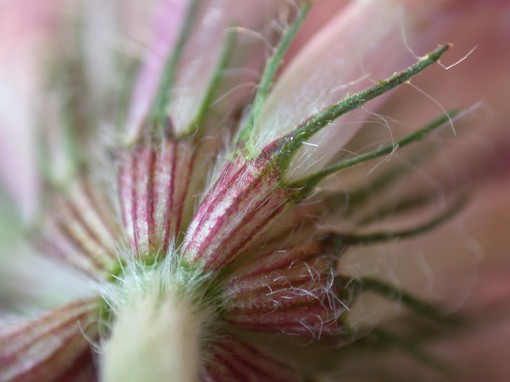 Trifoglio sconosciuto - Trifolium striatum sl.